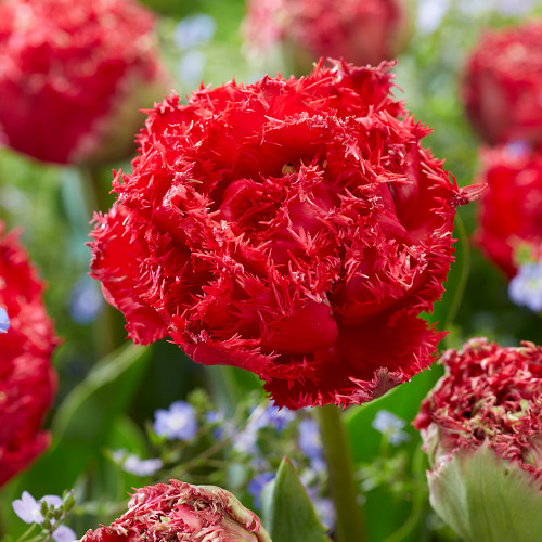 Buy Tulip Qatar at jparkers.co.uk