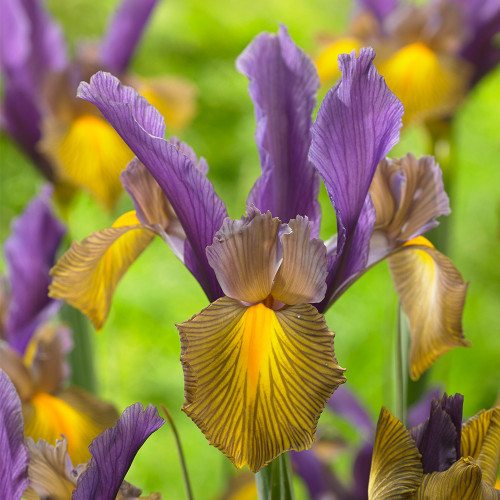 Buy New Unusual Dutch Iris Collection at jparkers.co.uk