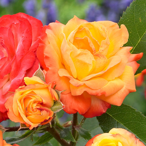 Buy Rose 'Rumba' floribunda from J. Parker's for Less