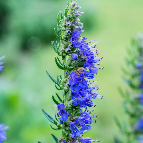Buy Herb Hyssop seeds at jparkers.co.uk