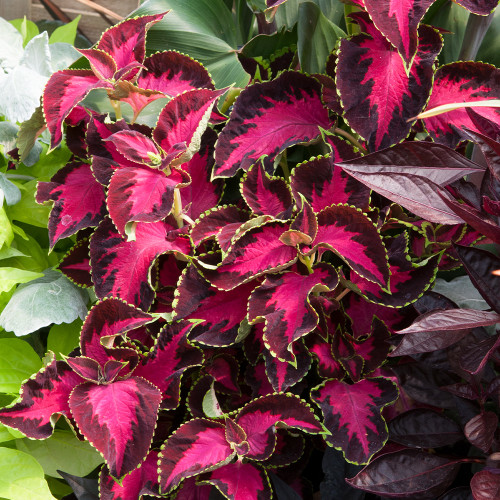 Buy Coleus Chocolate Covered Cherry for less with J. Parker's