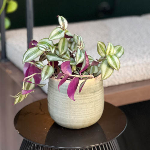 Tradescantia Zebrina 'Violet' - Wandering Dude Houseplant, Live Indoor Plant