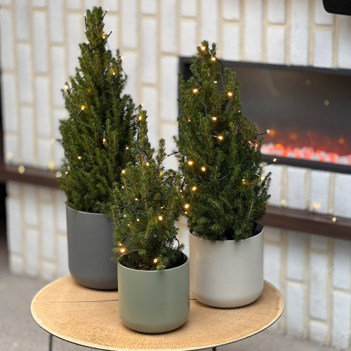 Buy Live Christmas Tree Large at jparkers.co.uk