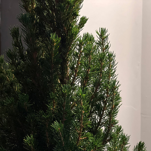 Buy Live Christmas Tree Large at jparkers.co.uk