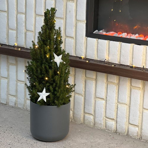 Buy Live Christmas Tree Large at jparkers.co.uk