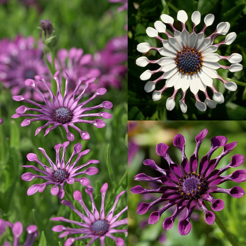 Buy Osteospermum Flower Power Spider Collection At Jparkers co uk buy-osteospermum-flower-power-spider-collection-at-jparkers-co-uk