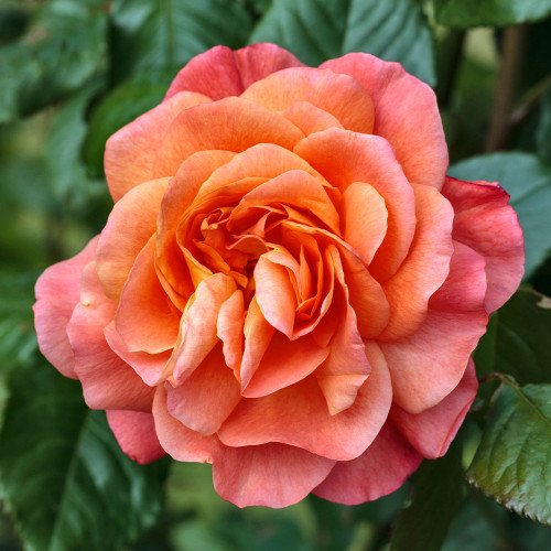 Buy 6 Climbing Rose Collection at jparkers co uk