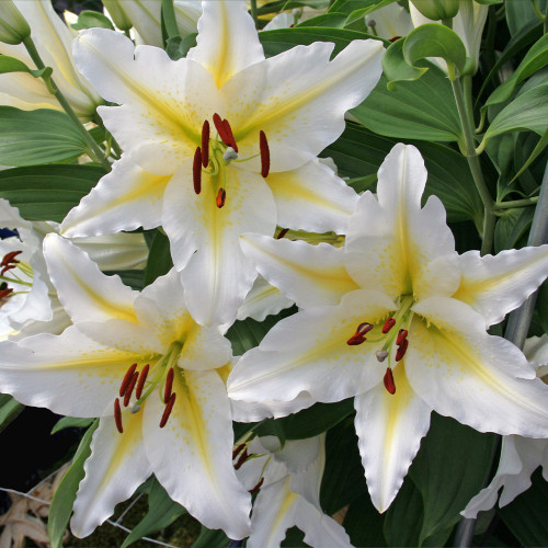 Buy Oriental Lily Collection at jparkers.co.uk