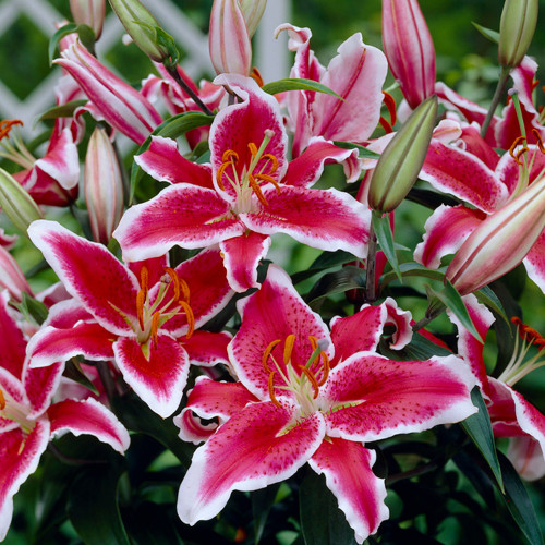 Buy Oriental Lily Collection at jparkers.co.uk