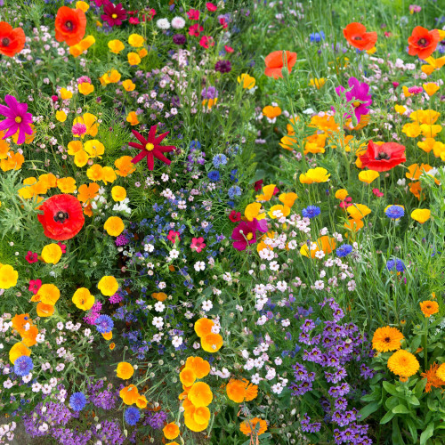 Buy Wildflower Meadow de Lux mix – 50 varieties seeds from jparkers.co.uk