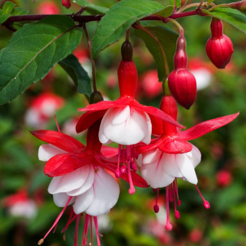 The Fuchsia
