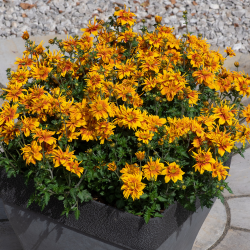 Buy Bidens Bee Happy Double Orange at jparkers.co.uk
