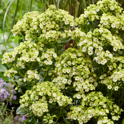 shop-phlox-orchid-green-plants-j-parker-s