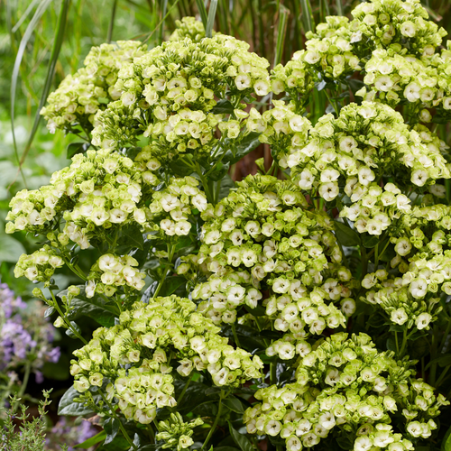 Shop Phlox Orchid Green Plants J Parker s Shop Phlox Orchid Green Plants J Parker s