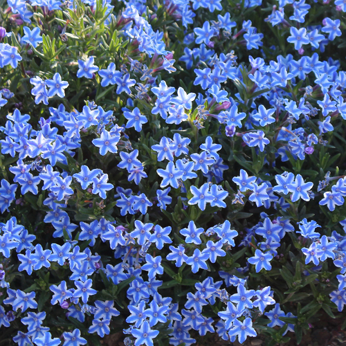Buy Lithodora diffusa 'Blue Star' at jparkers.co.uk