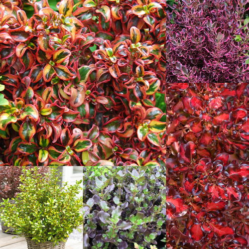 Coprosma Collection A - JParkers
