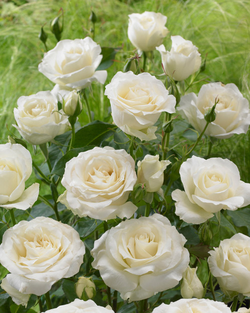 Kin Poloold Roses Rose Polo | J Parker Dutch Bulbs
