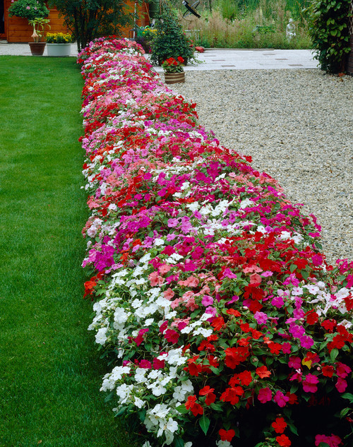 Buy Busy Lizzie World Beater Mixed Plants J Parker's