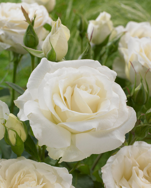 Rose Polo J Parker Dutch Bulbs