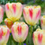 Tulip Buckingham