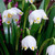 Leucojum vernum