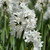 Narcissus 'Paperwhite'