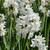 Narcissus 'Paperwhite'