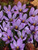 Crocus sativus