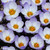 Crocus biflorus 'Blue Pearl'