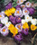 Crocus Large Flowering Mix 7/8