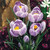Crocus 'Pickwick'