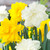 Narcissus Obdam 12-14cm