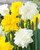 Narcissus ‘Golden Ducat’