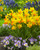 Narcissus 'Jetfire'