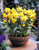 Narcissus Jetfire 10/12cm