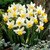 Narcissus Jack Snipe 10-12cm