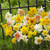 Narcissus and Daffodil Mix