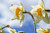 Narcissus 'Sempre Avanti'