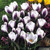 Crocus chrysanthus Prince Claus 5/6cm