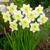 Narcissus 'Ice Follies'