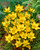 Crocus chrysanthus 'Dorothy'