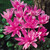 Colchicum 'Waterlily'