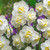 Narcissus 'Cheerfulness'
