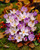 Crocus Autumn Mix