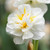 Narcissus 'Sir Winston Churchill 12-14cm