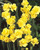 Narcissus 'Yellow Cheerfulness'