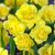 Narcissus 'Yellow Cheerfulness'