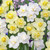 Narcissus 'Yellow Cheerfulness'