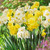 Narcissus 'Yellow Cheerfulness'