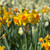 Narcissus 'Grand Soleil d'Or'